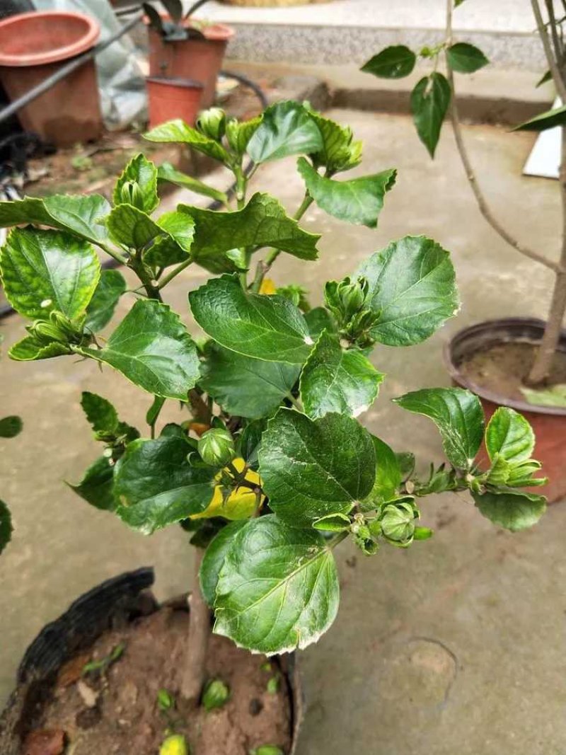 扶桑苗，扶桑花，绿植盆栽