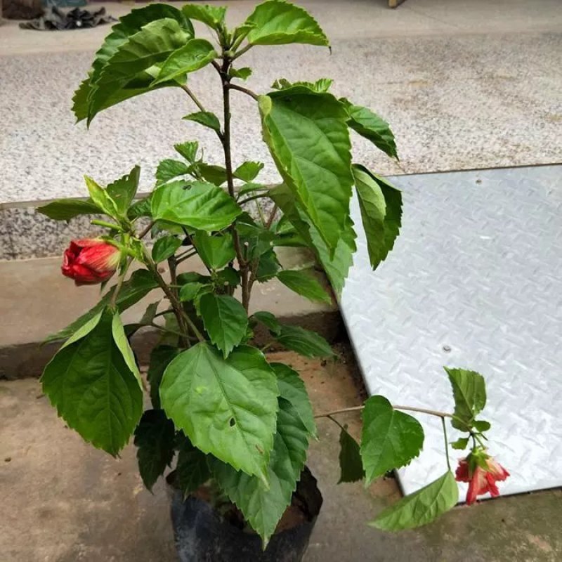 扶桑苗，扶桑花，绿植盆栽