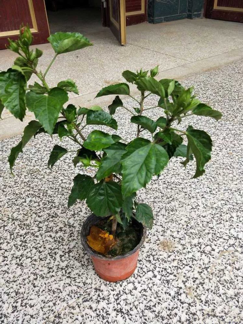 扶桑苗，扶桑花，绿植盆栽