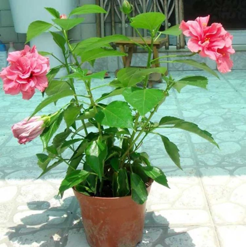 扶桑苗，扶桑花，绿植盆栽