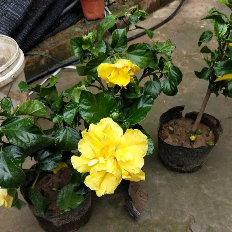 扶桑苗，扶桑花，绿植盆栽
