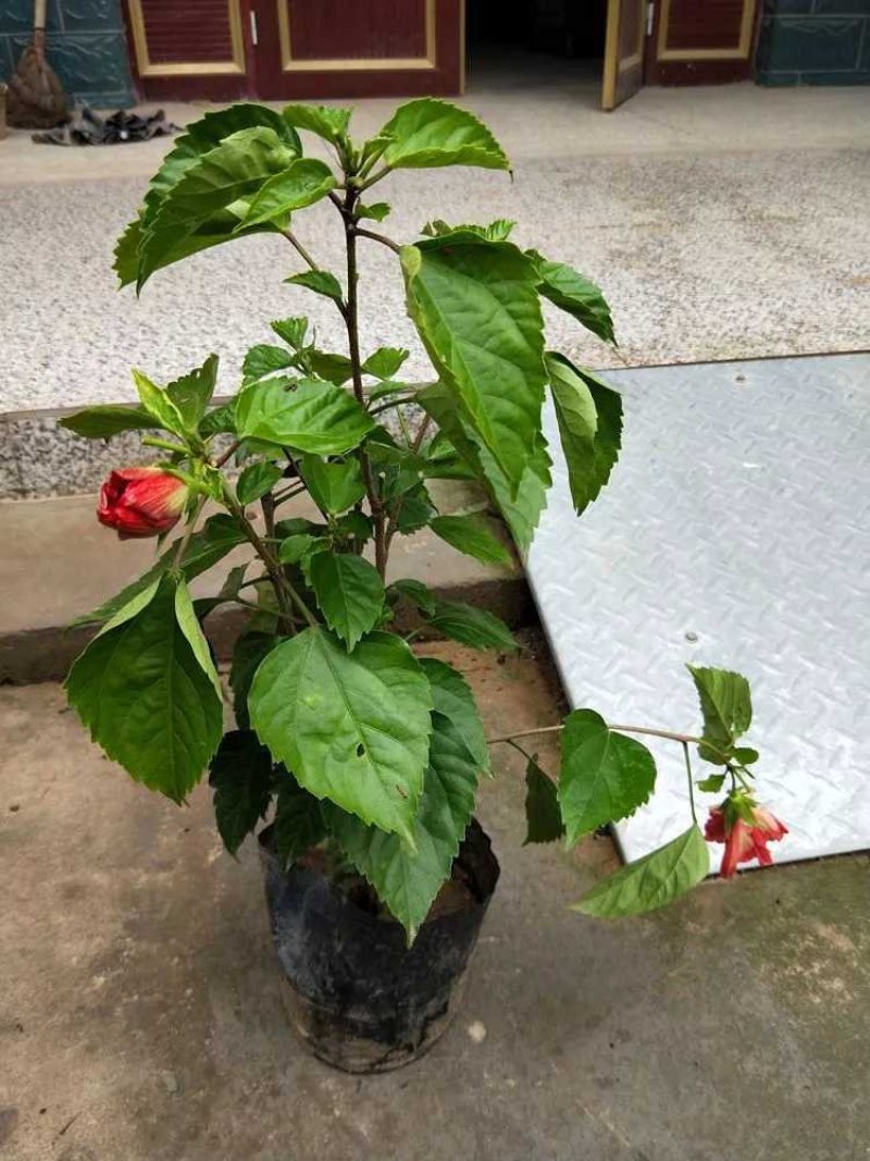 扶桑苗，扶桑花，绿植盆栽