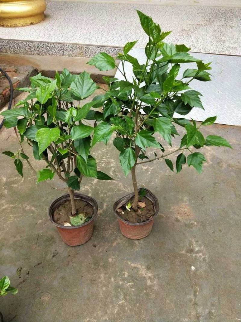 扶桑苗，扶桑花，绿植盆栽