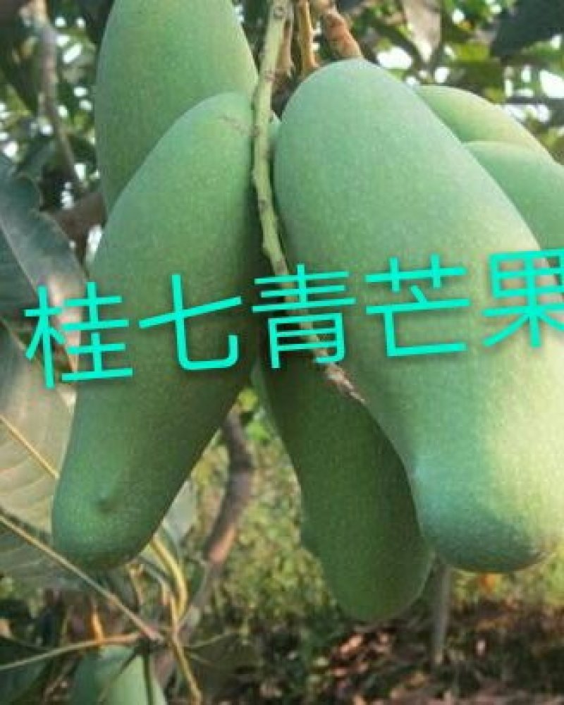 金煌、桂七、红贵妃，基地发货、一手货源