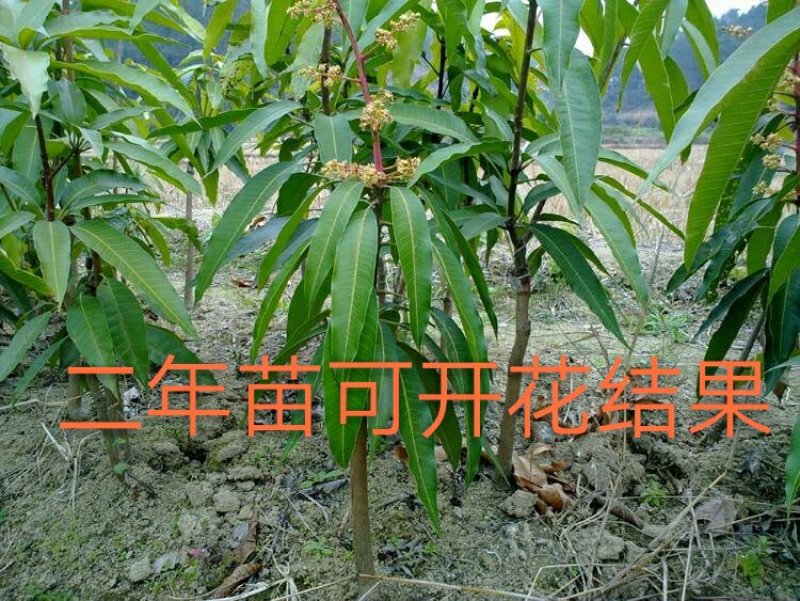 金煌、桂七、红贵妃，基地发货、一手货源