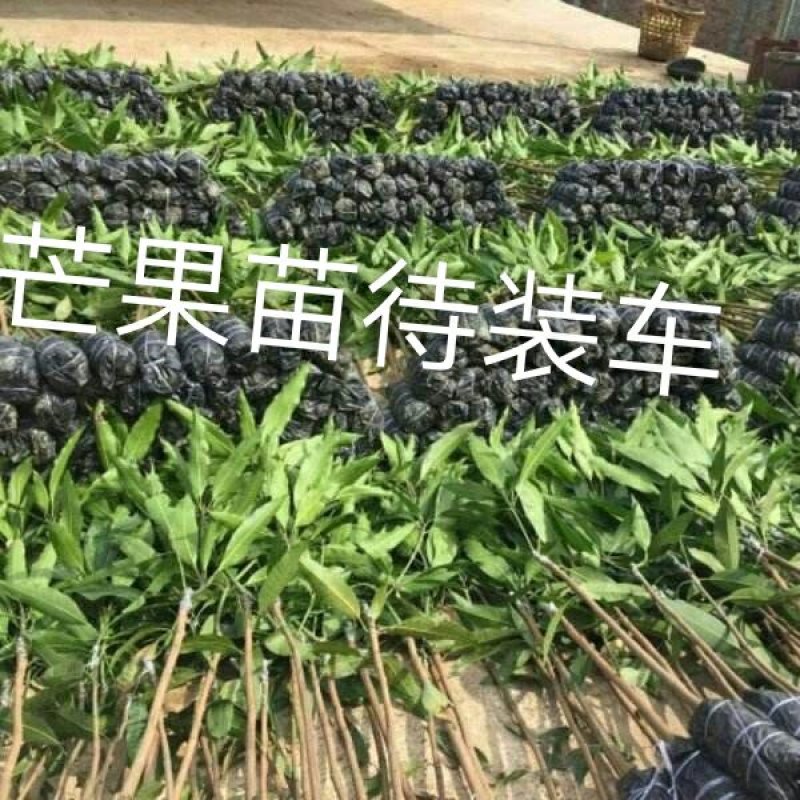 金煌、桂七、红贵妃，基地发货、一手货源