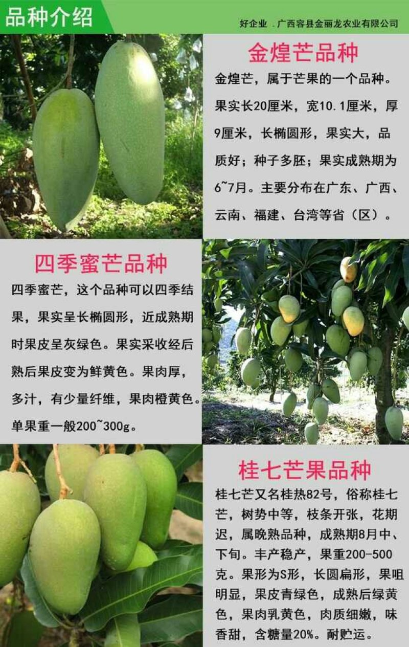 金煌、桂七、红贵妃，基地发货、一手货源