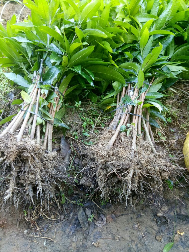 金煌、桂七、红贵妃，基地发货、一手货源