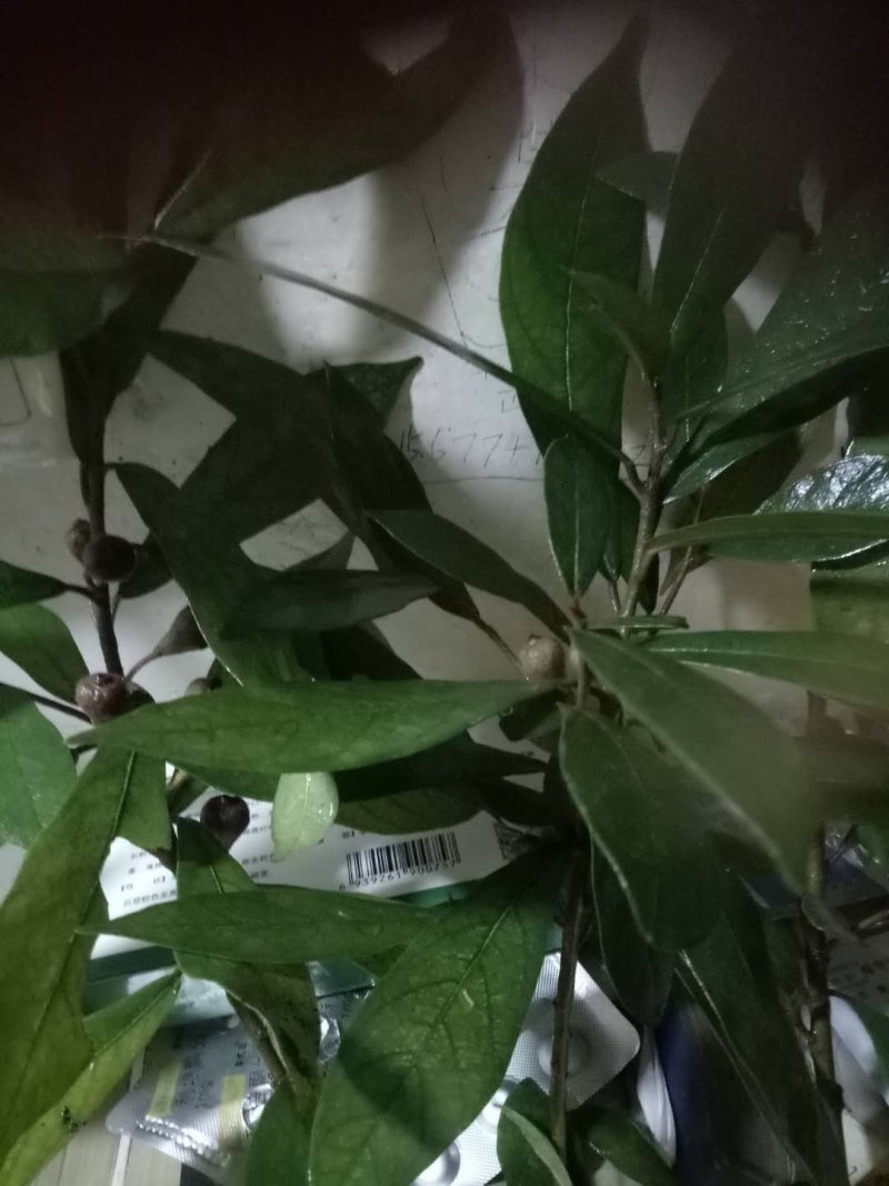白花牛奶根鲜货野生