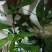 白花牛奶根鲜货野生