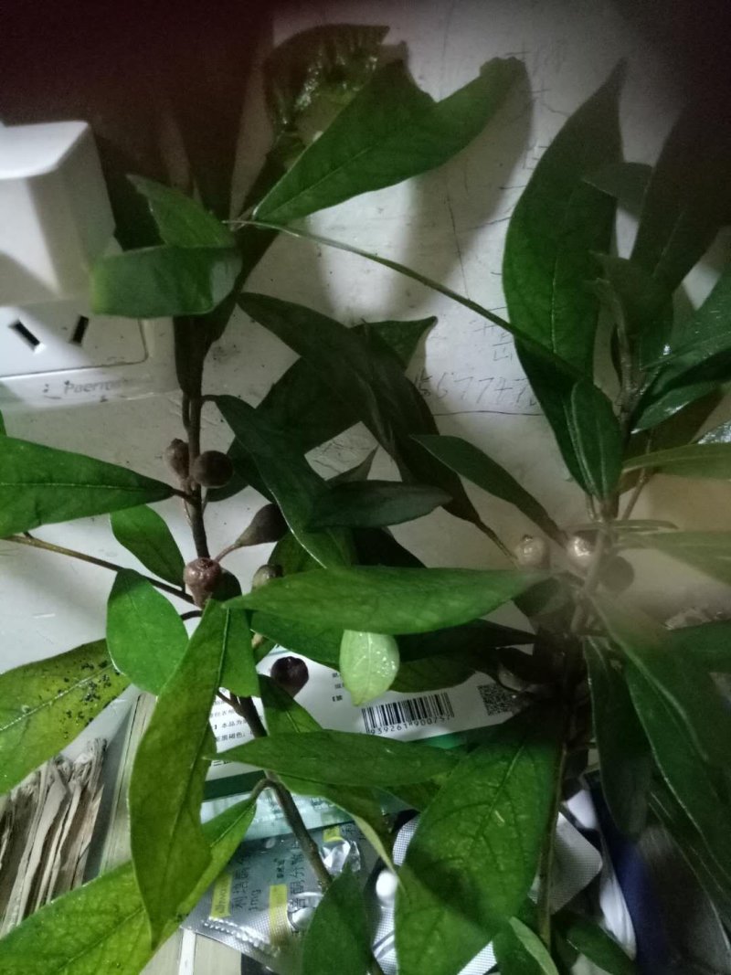白花牛奶根鲜货野生