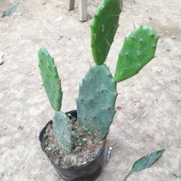 仙人掌，可入药，基地直销，