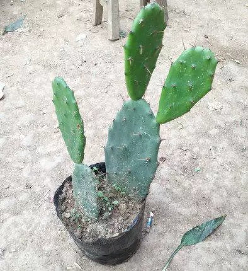 仙人掌，可入药，基地直销，