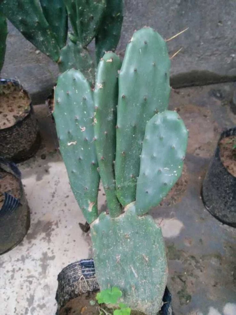 仙人掌，可入药，基地直销，