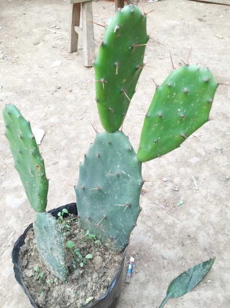 仙人掌，可入药，基地直销，