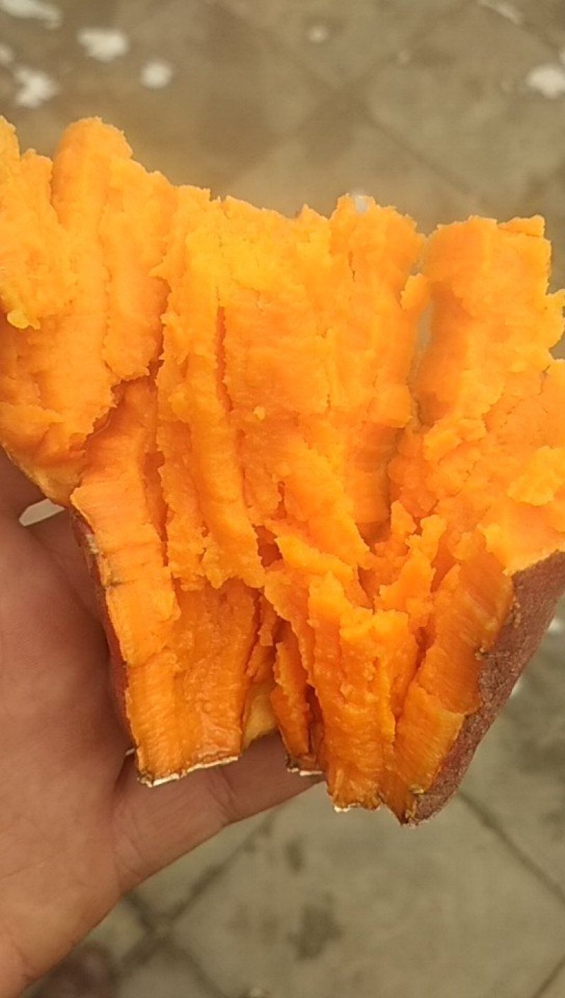 秦薯5号薯苗，基地直采直发，保质保量
