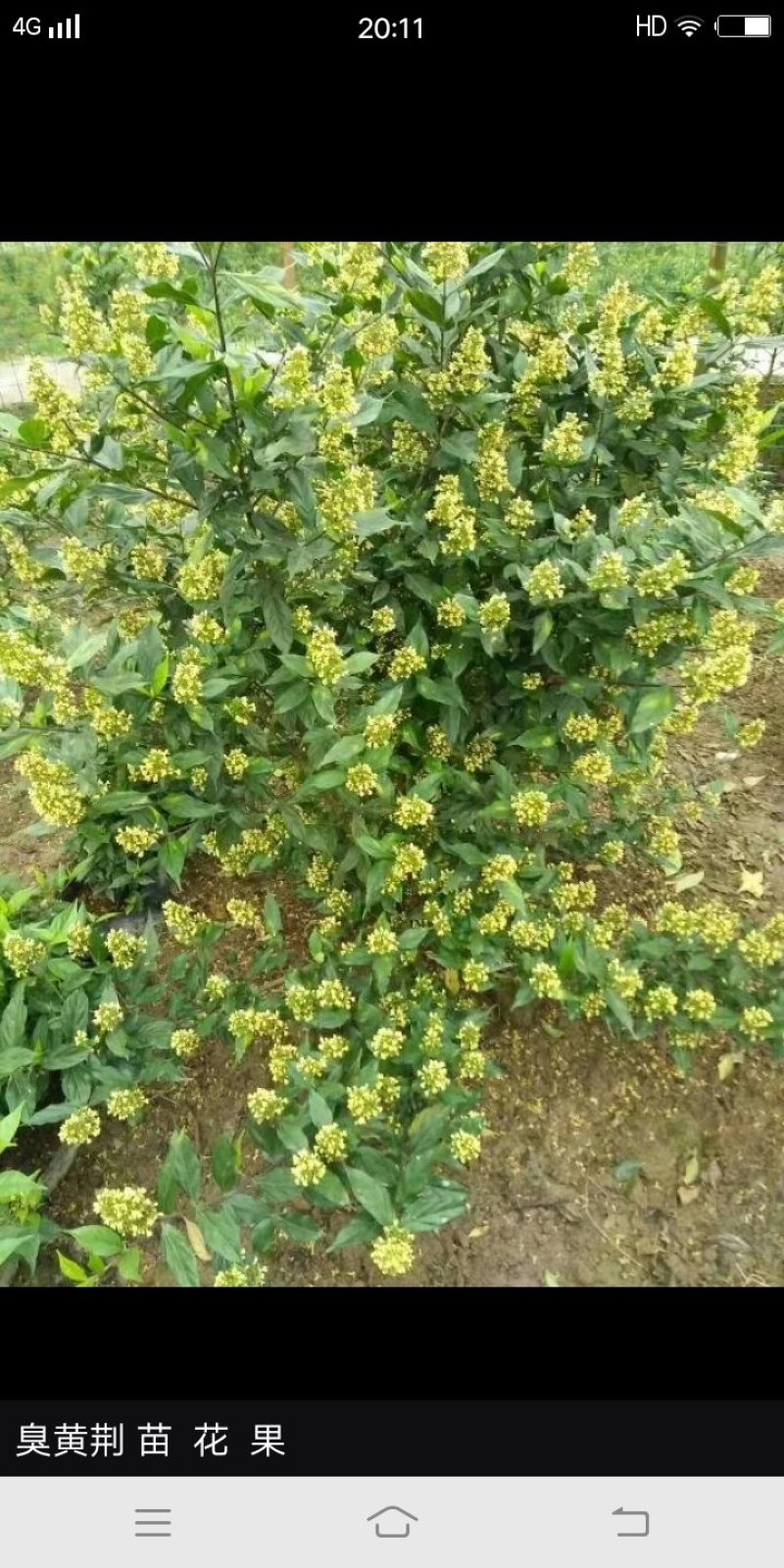 臭黄荆树盆栽