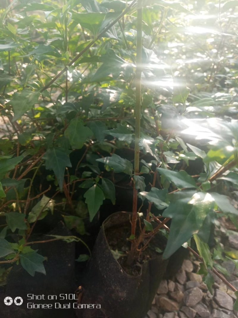 臭黄荆树盆栽