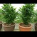 臭黄荆树盆栽