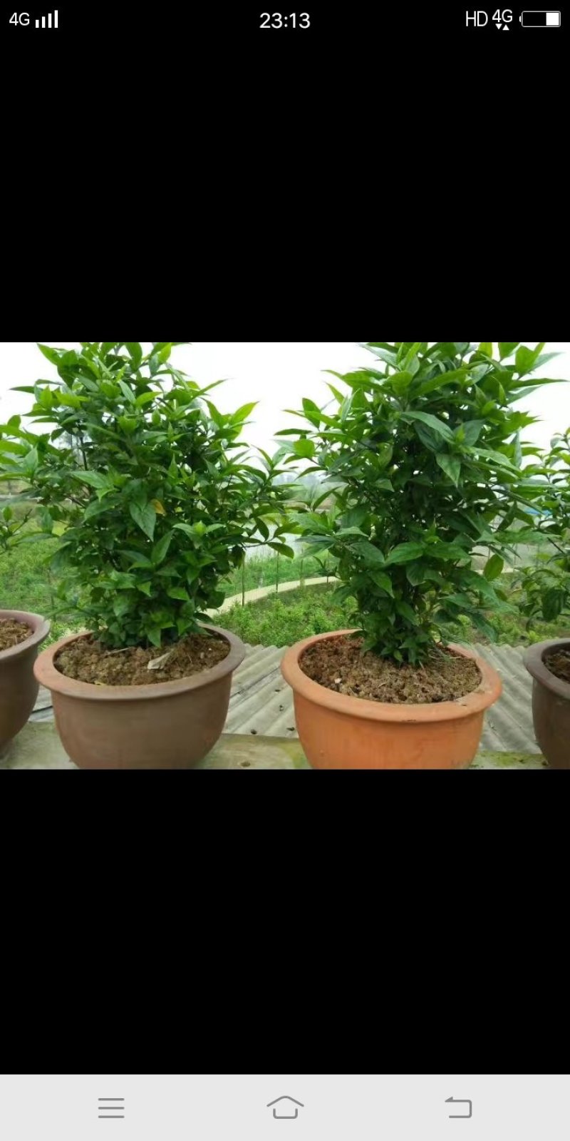 臭黄荆树盆栽