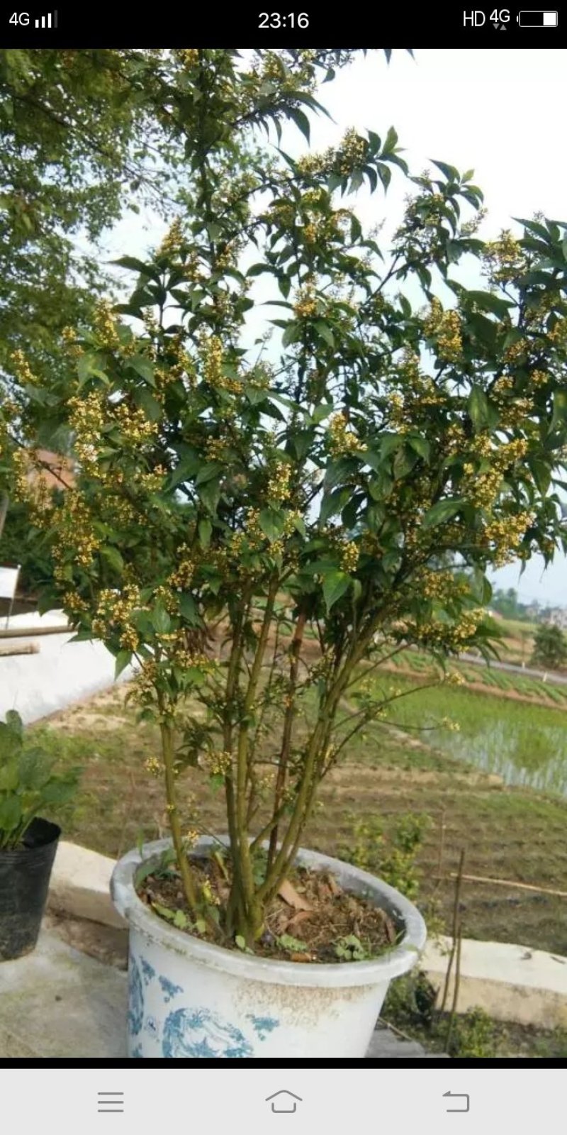 臭黄荆树盆栽