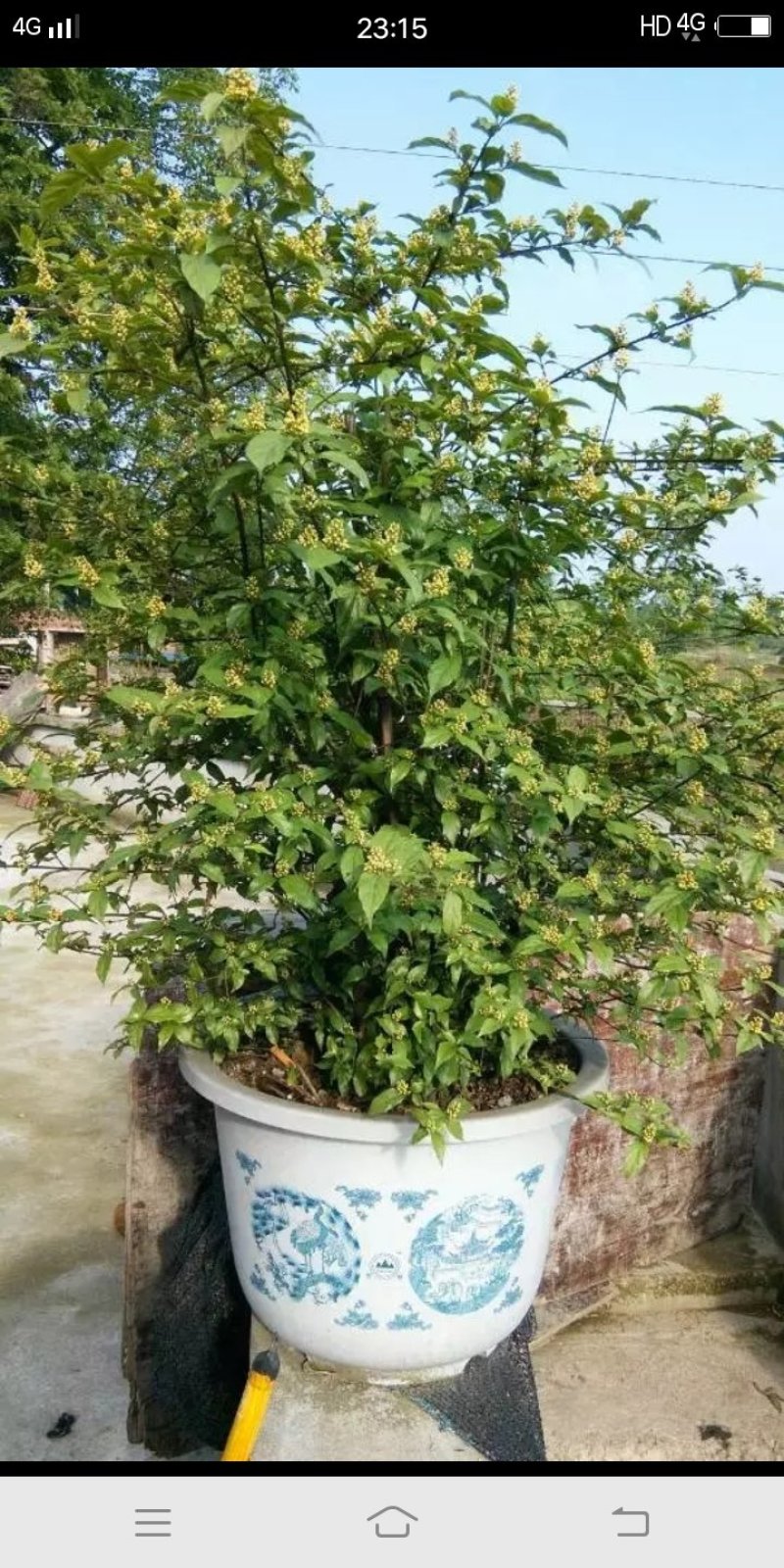臭黄荆树盆栽