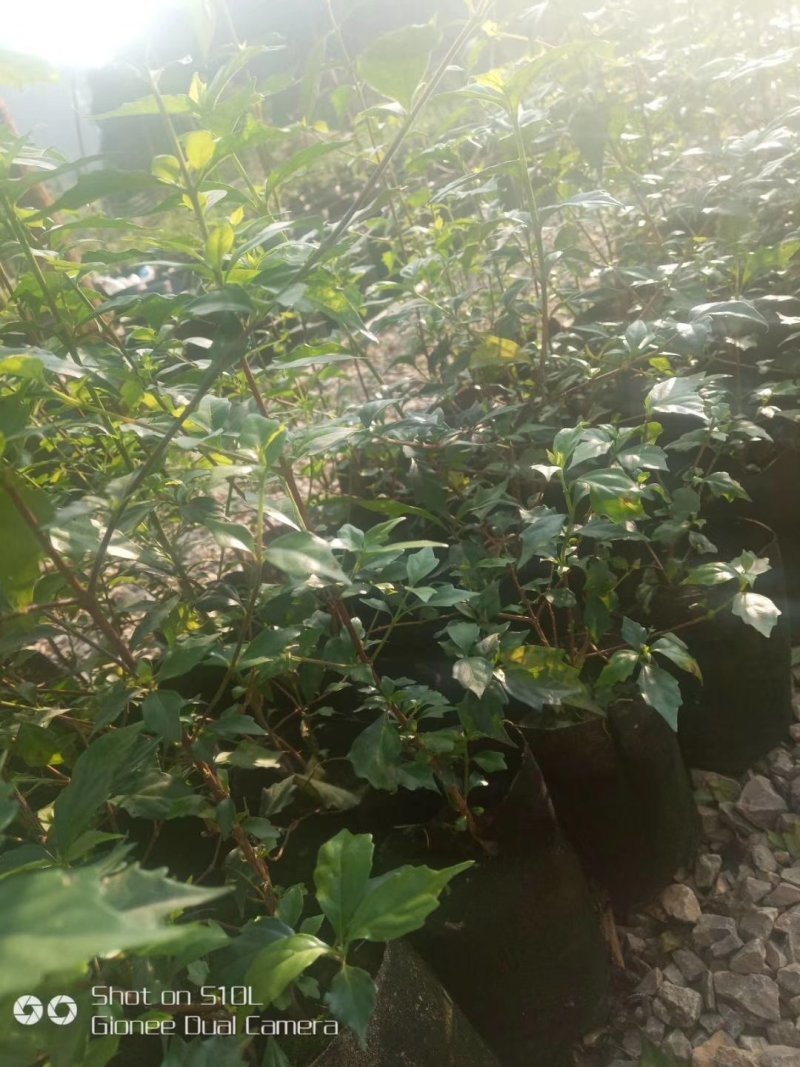 臭黄荆树盆栽