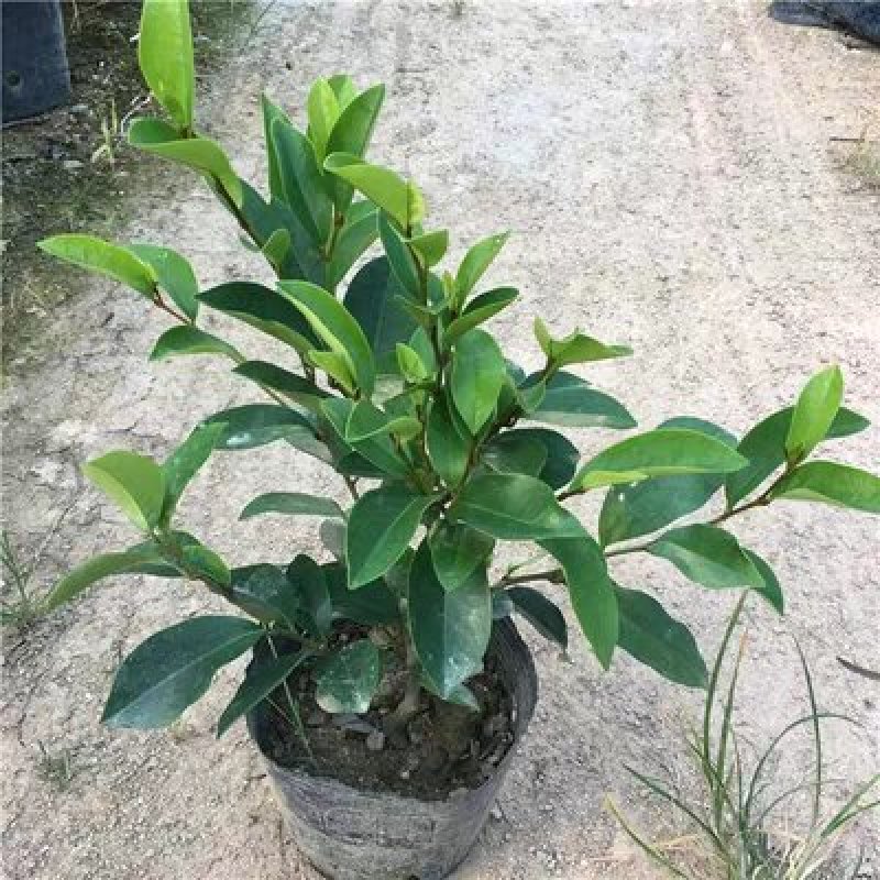 含笑盆栽，一颗香满园，大小规格齐全，基地直销