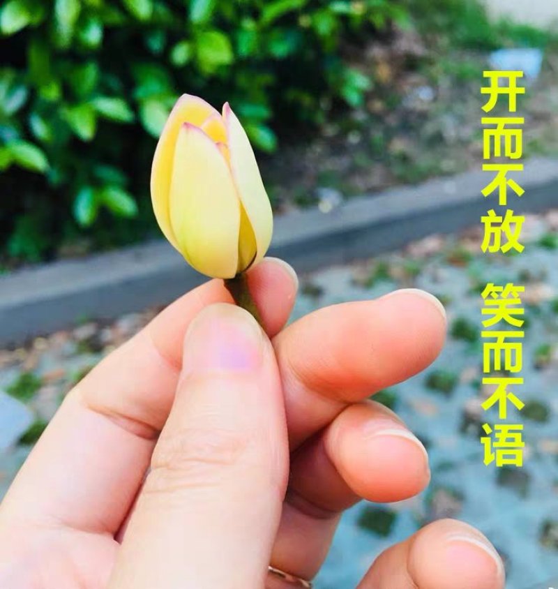含笑盆栽，一颗香满园，大小规格齐全，基地直销