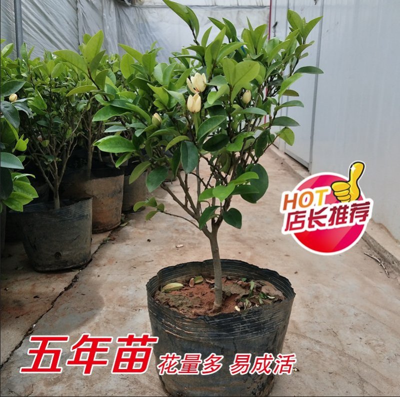 含笑盆栽，一颗香满园，大小规格齐全，基地直销