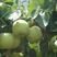 中梨一号绿宝石梨树苗品种纯正早熟高产口感好