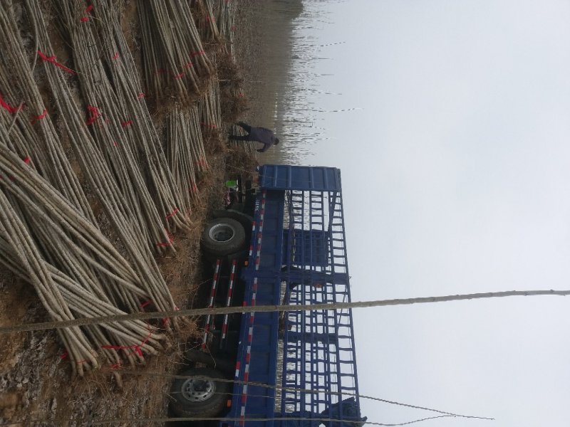 107杨树苗河南周口速生杨树苗基地出售无絮白杨树苗