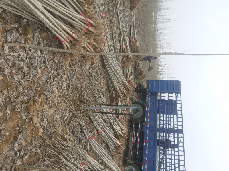 107杨树苗河南周口速生杨树苗基地出售无絮白杨树苗