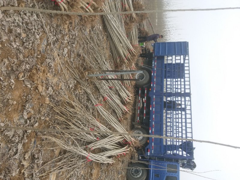 107杨树苗河南周口速生杨树苗基地出售无絮白杨树苗