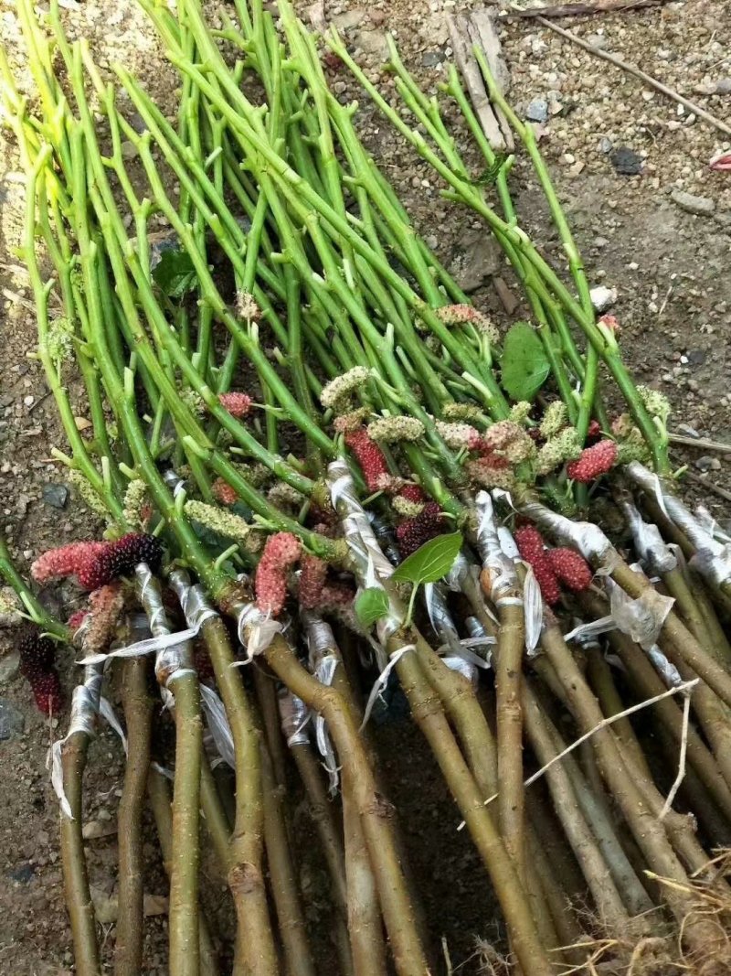 热卖特价包邮大果桑苗长果桑苗桑树苗