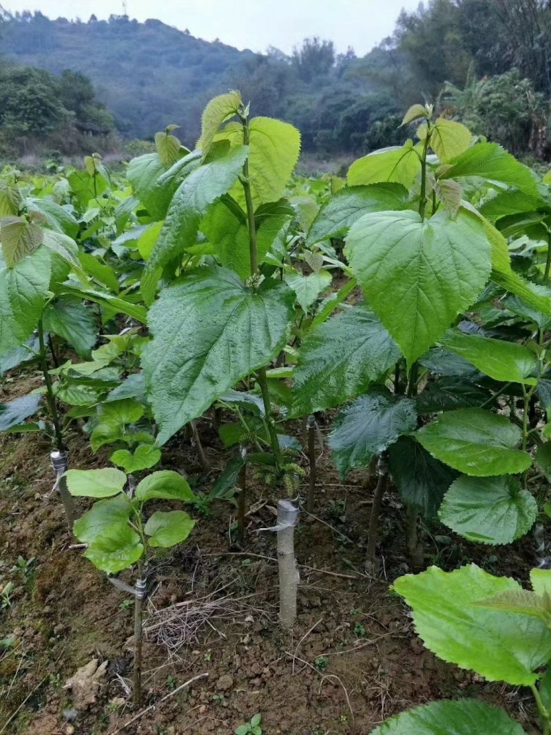 热卖特价包邮大果桑苗长果桑苗桑树苗