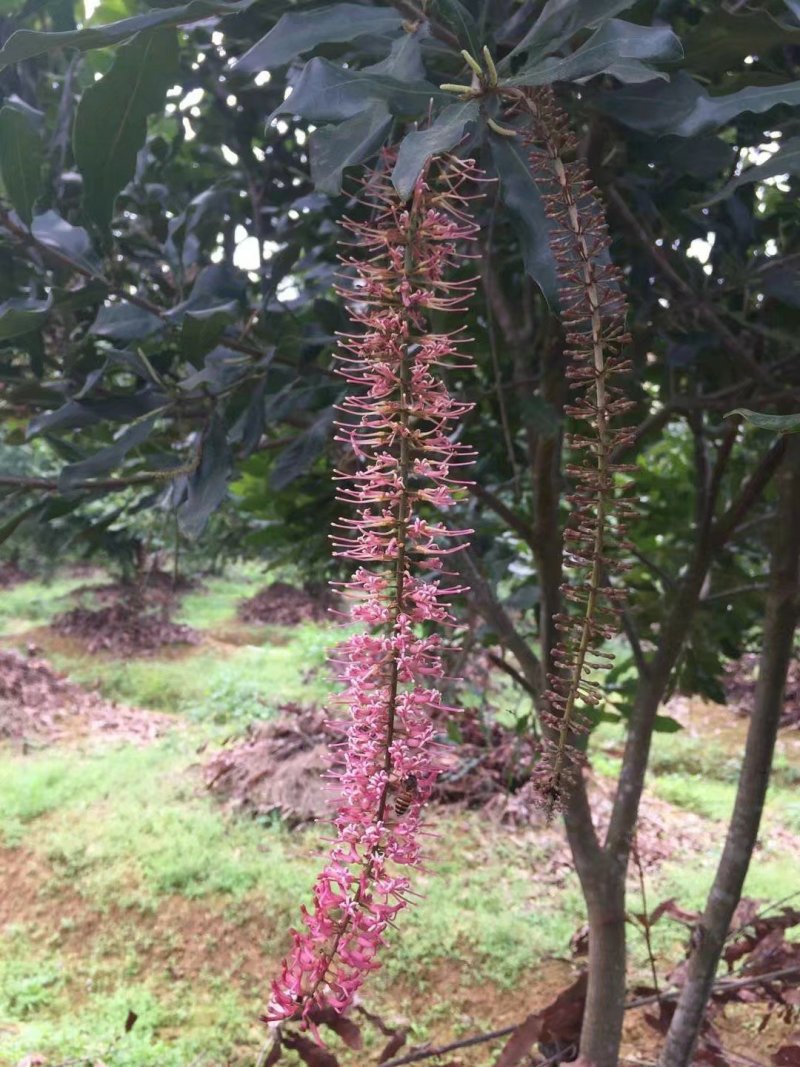 【优选】澳洲坚果苗澳洲坚果苗今年种植明年结果