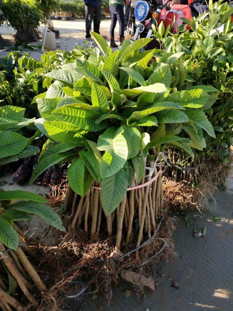 五星大枇杷苗枇杷树苗嫁接苗南北种植