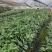 热卖金花茶苗特价金花茶优选金花茶苗