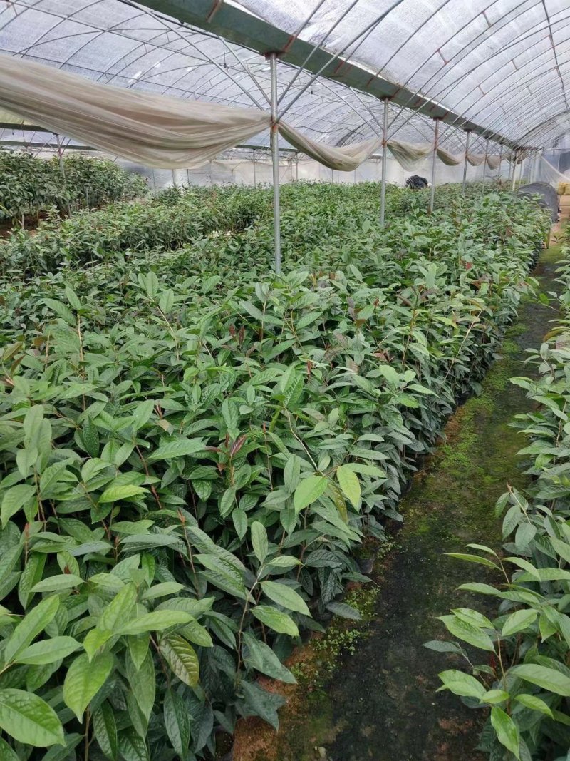 热卖金花茶苗特价金花茶优选金花茶苗
