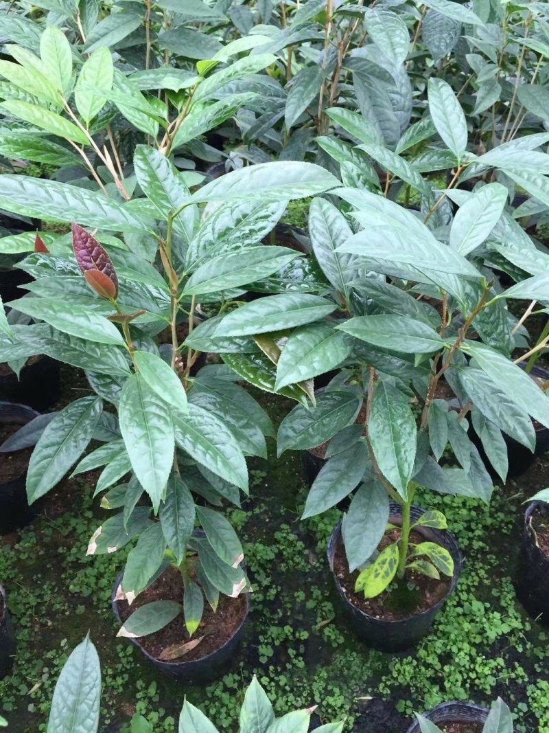 热卖金花茶苗特价金花茶优选金花茶苗
