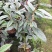 热卖金花茶苗特价金花茶优选金花茶苗