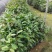 热卖金花茶苗特价金花茶优选金花茶苗