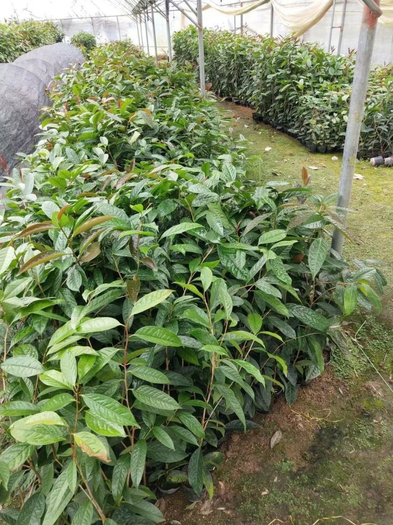 热卖金花茶苗特价金花茶优选金花茶苗