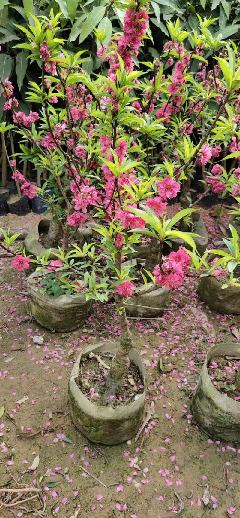 桃花苗观赏花2苗靓苗桃花树苗1.5-5公规格
