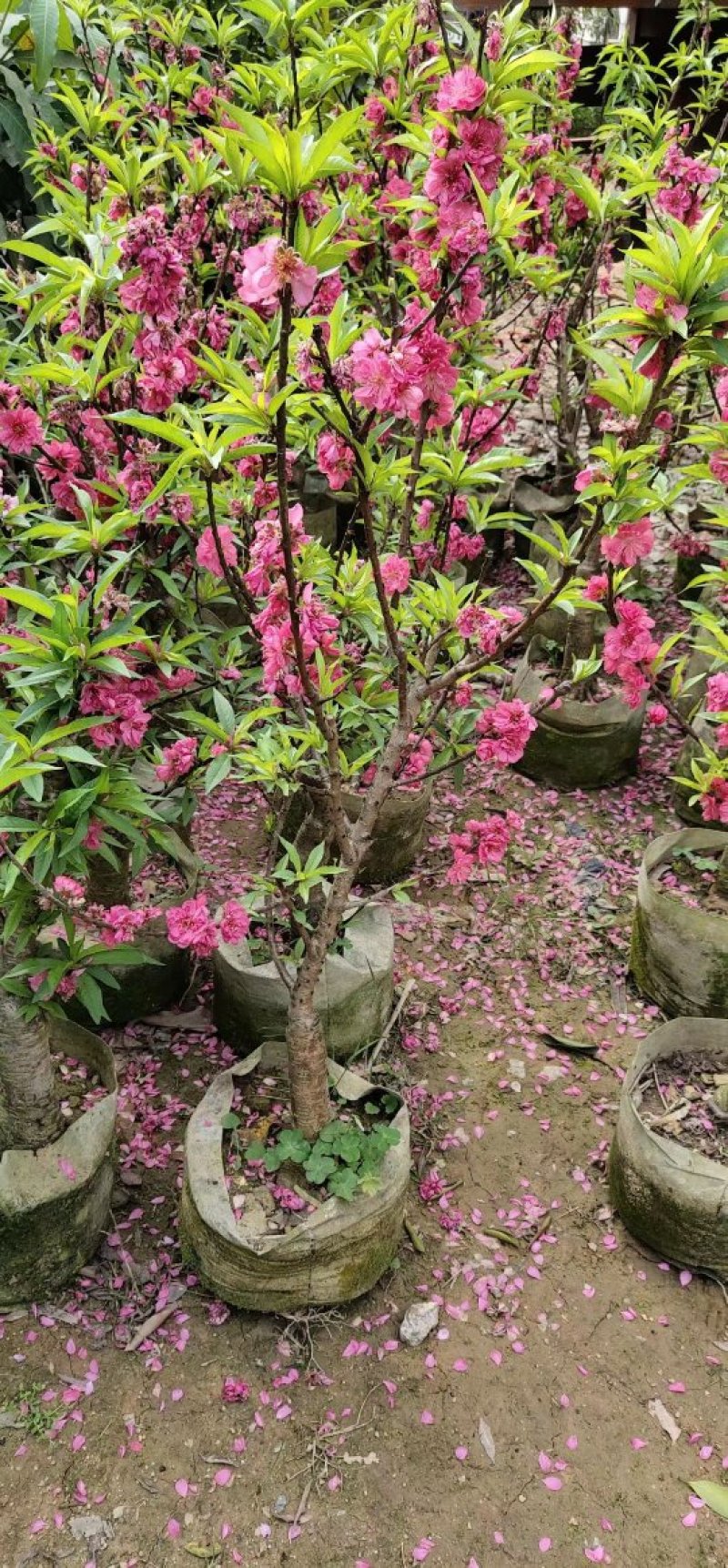 桃花苗观赏花2苗靓苗桃花树苗1.5-5公规格