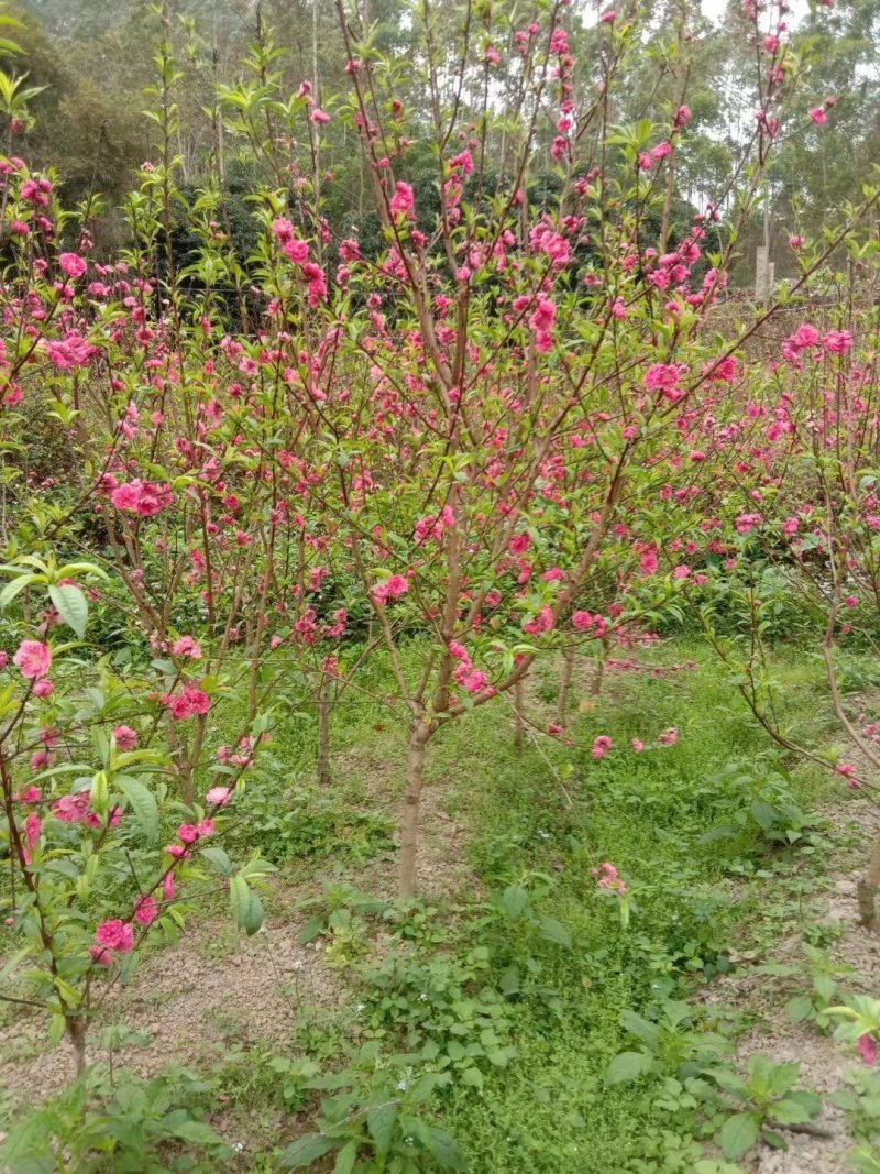 桃花苗观赏花2苗靓苗桃花树苗1.5-5公规格