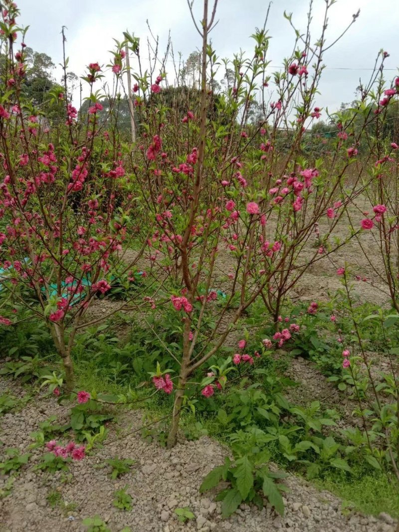 桃花苗观赏花2苗靓苗桃花树苗1.5-5公规格