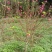 桃花苗观赏花2苗靓苗桃花树苗1.5-5公规格