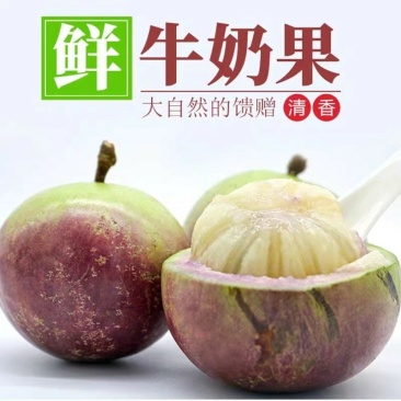 牛奶果苗越南牛奶果苗2年靓苗南北种植包邮